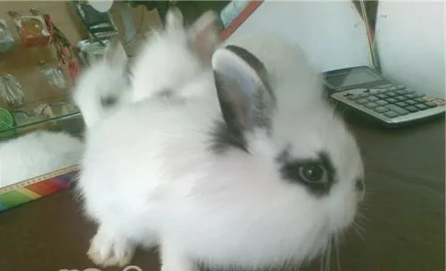 宠物兔也要驱虫吗？