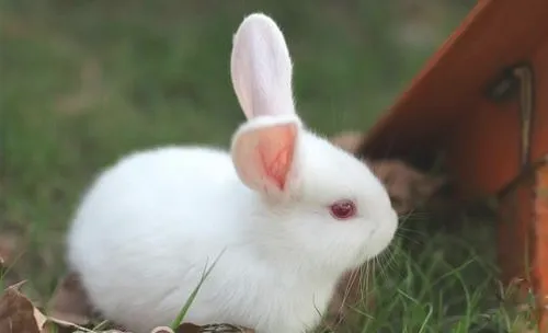 宠物兔家居健康食谱大汇总