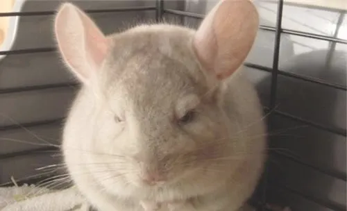纯啡龙猫的喂食要点