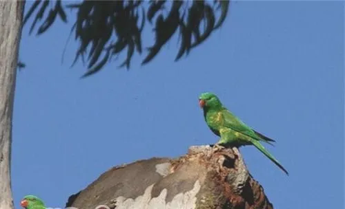 鳞胸吸蜜鹦鹉的饲养知识