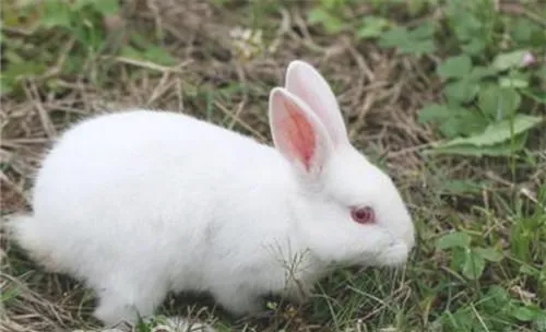 中国白兔的外观特征