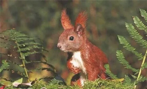 欧洲红松鼠的饲养知识