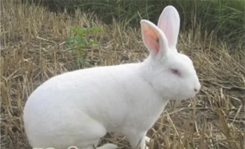 中国白兔的饲养要点