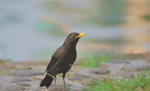 鹩哥的饲养知识