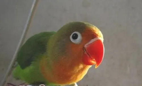 面罩情侣鹦鹉的生活环境如何