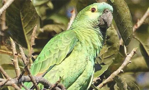 蓝顶亚马逊鹦鹉的品种简介