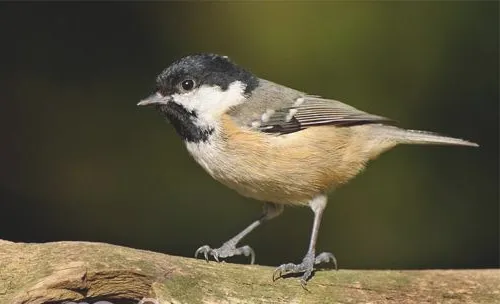 煤山雀的喂食要点