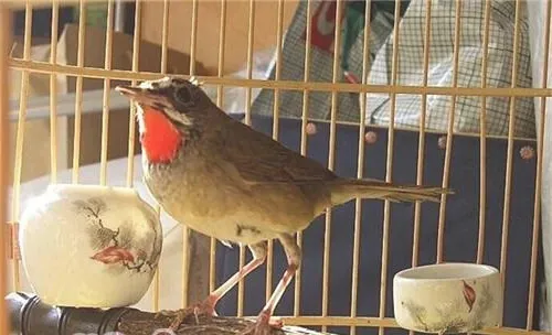 蓝点颏的喂食要点