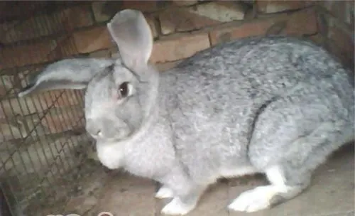 青紫蓝兔的品种简介