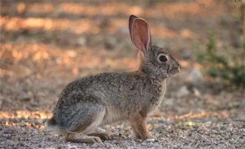 沙漠棉尾兔的品种简介