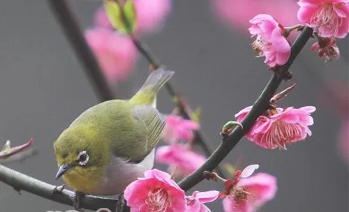 暗绿绣眼鸟品种简介