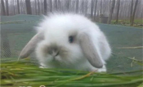 宾尼垂耳兔的生活环境