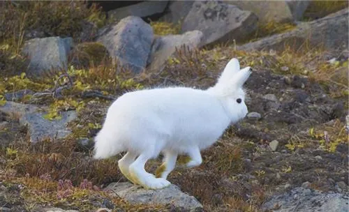 北极兔的品种简介