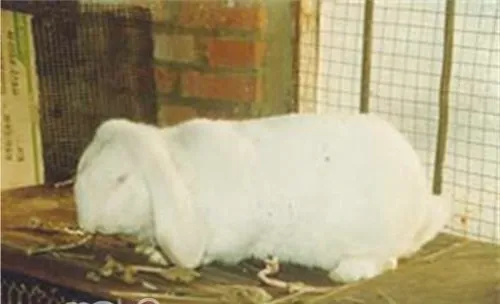 公羊兔的环境布置需求