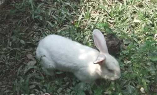 佛州大白兔品种简介