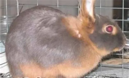 美国黄褐色家兔的饲养要点
