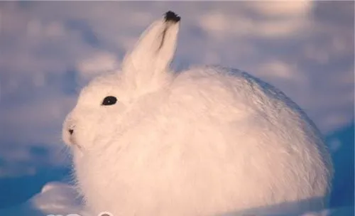 北极兔的生活环境
