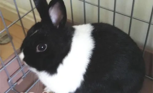 小型宠物兔怎样养？