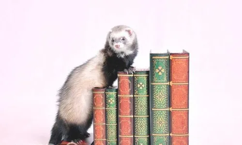 宠物貂的外形特点介绍