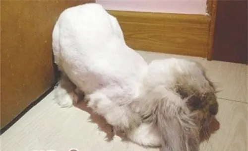 兔子夏天要剪毛吗？