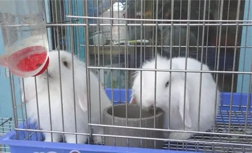 教你挑选宠物兔