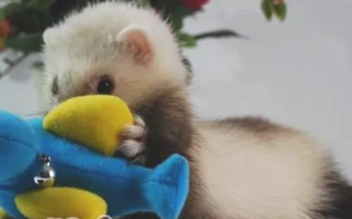 宠物貂的饲养环境要求