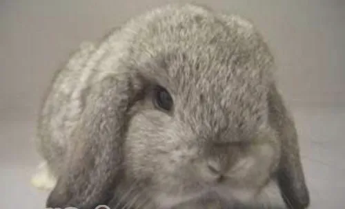 宠物兔和家兔的区别