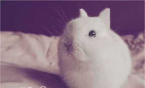 波兰兔的外貌特征