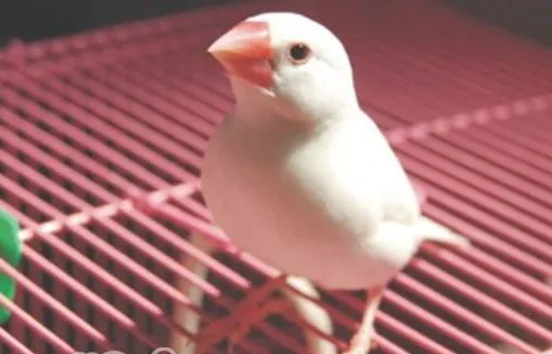 白文鸟的品种简介