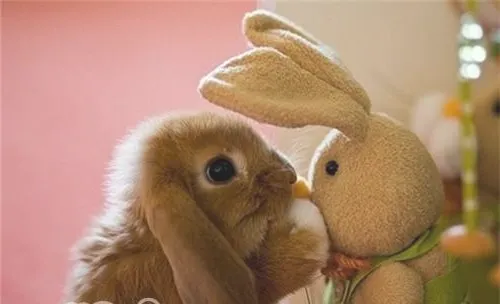 饲养宠物兔需要注意的问题