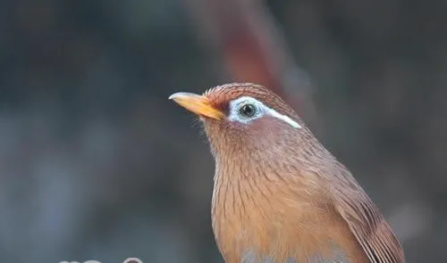 画眉鸟驯养的五大要点