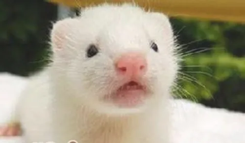 给宠物貂吃什么更科学