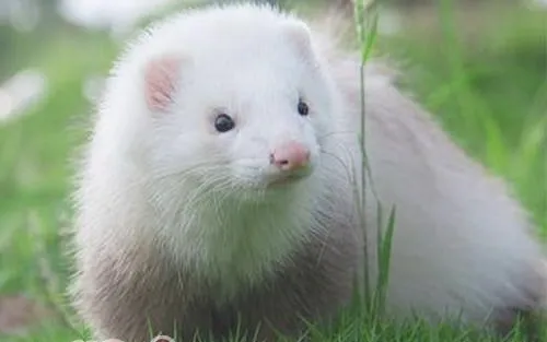 宠物貂吃什么比较好