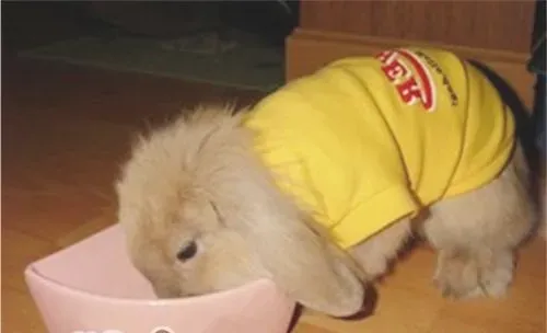 购买和喂养宠物兔的方法技巧