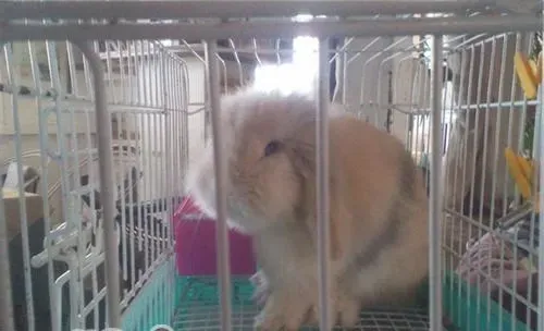 让宠物兔健康成长的生活环境