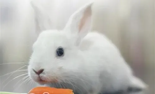 宠物兔吃胡萝卜会越吃越瘦