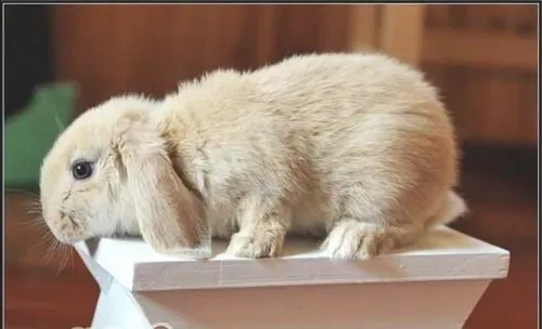 宠物兔的身体语言