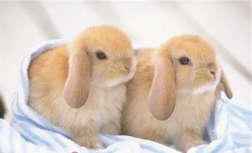 宠物兔该养公的还是母的？