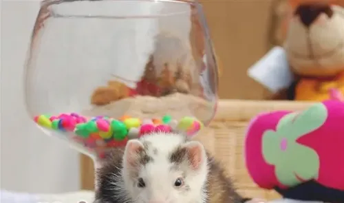 如何为宠物貂选择营养品