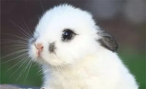如何保证宠物兔的饮食安全