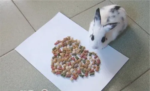 如何让宠物兔爱上吃兔粮