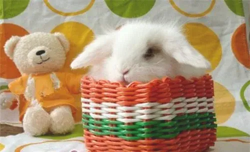 宠物兔健康饮食攻略