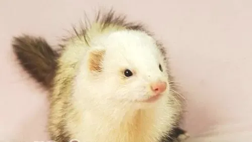 选择宠物貂做宠物的理由