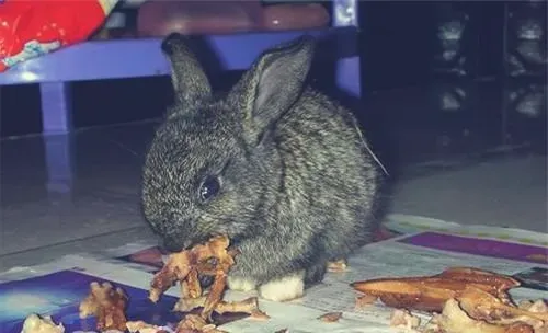宠物兔乱啃东西是在磨牙吗？