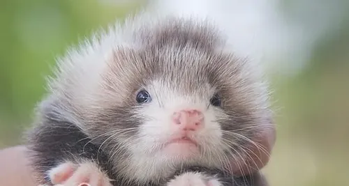 如何为宠物貂洗澡