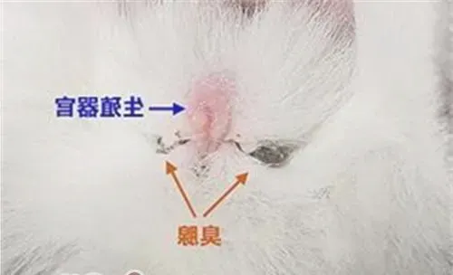 怎样帮宠物兔清理臭腺