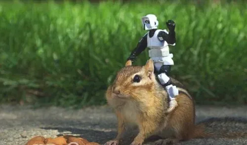 宠物松鼠为何那么多人养