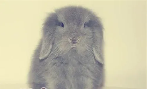 宠物兔生活中常有的习性特征