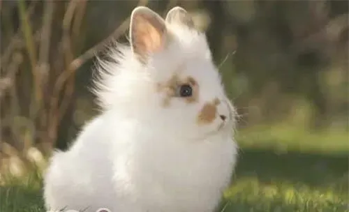 宠物兔如何安全度夏