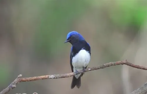 如何为观赏鸟修爪和修喙